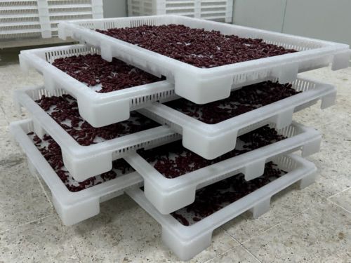 Latest company news about Cos'è l'incapsulamento in softgel? Il processo di produzione spiegato